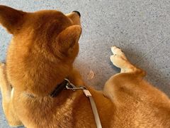 -顺强宠物诊所·狂犬免疫·夜诊·骨科(嘉定店)