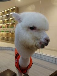 -Moni星球萌宠·小马宝莉·灵蛇·高端高阶全萌宠互动体验俱乐部(红豆国际广场店)