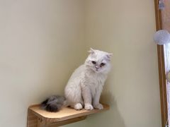 -猫和宫(六道口店)