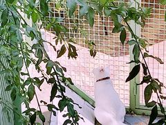 -有猫主题·治愈系猫咖(曾厝垵店)