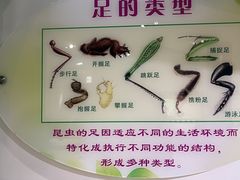 -上海昆虫博物馆