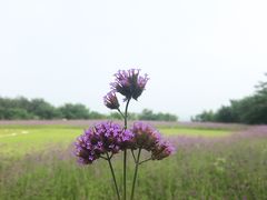 -红旗渠迎宾楼· 迎宾餐厅