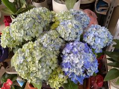 -金陵花卉交易市场