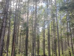 -汤旺河林海奇石景区