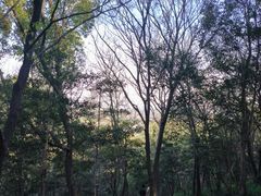 -上海佘山国家森林公园天马山园