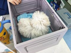 -博特宠物医院24h犬猫全科.骨科·异宠