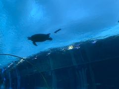 -海棠湾洲际-涛·海底餐厅·美人鱼·自助餐·海底隧道