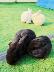 -萌宠亲子动物乐园(槐房万达店)