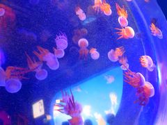 -太平洋海底世界