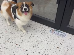 -瑞派康怡24h宠物医院·犬猫医疗中心·微创绝育(瑞景分院)