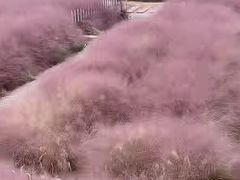 -嘉北郊野公园