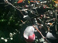 -铁山坪森林公园