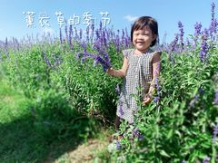 -北京东方普罗旺斯薰衣草庄园