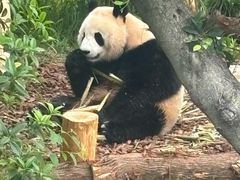 -成都大熊猫繁育研究基地-熊猫厨房