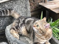 -喵屿·大理花园猫咖