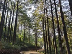 -四明山国家森林公园
