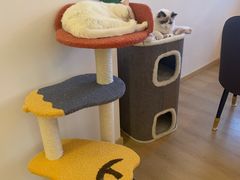 -猫腻·猫咖·撸猫馆(星光大道店)