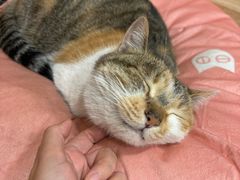 -伟伟宠物医院·CT影像中心·瑞派犬猫综合性门诊(汉口总院)