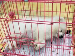 -龟与熊猫宠物公园(南坪店)