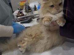 -宠爱国际动物医院·疑难骨科·心肾内科·皮肤科(太阳宫店)