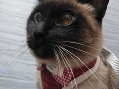 -瑞派名望24h动物医院异宠专科·猫专科·骨科·重症监护分院