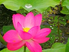 -荷塘月色湿地公园·向阳花洲