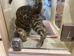 -屋虎猫馆(宝安大仟里店)