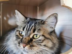 -藏猫猫咖啡主题馆(中央大道店)