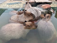 -郑州银基黄帝宫御温泉