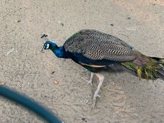 -静之湖湖畔餐厅