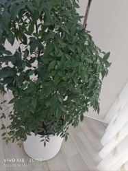 -HEYAN荷妍专业脱毛连锁机构