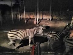 -清迈夜间动物园