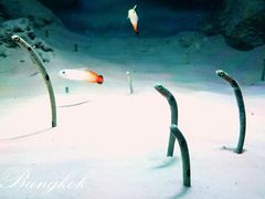 -暹罗海洋世界