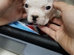 -仁华宠物医院(青羊店)