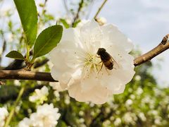 -南国桃园旅游度假区