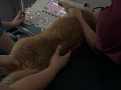 -爱诺耐芙动物医院(万博店)