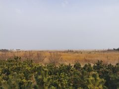 -日照海滨国家森林公园