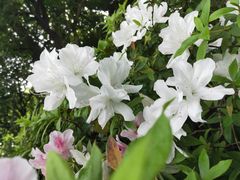 -南山植物园