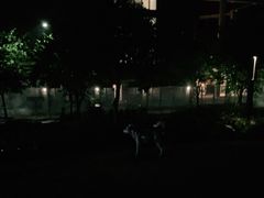 -景田北六街公园宠物主题园
