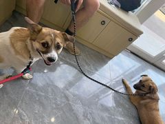 -芭比堂动物医院·CT·微创中心(新顺分院)