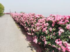 -上海滨江森林公园