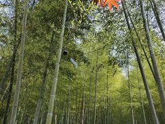 -宁波浙东大竹海景区