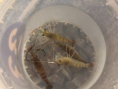 -DGE季风钓虾营地·团建·聚会