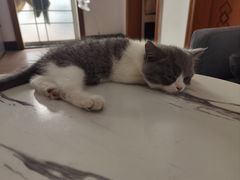 -lincat·猫舍(广州店)