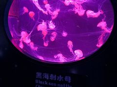 -珠海长隆海洋王国
