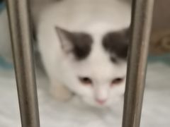 -艾吉宠物医院·疑难杂症转诊中心·猫友好(碧江路院)