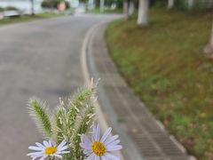 -月湖风景区