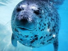 -多彩贵州城极地海洋世界