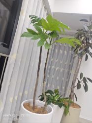 -HEYAN荷妍专业脱毛连锁机构