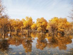 -金塔沙漠胡杨林景区